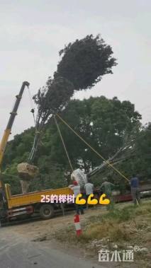 25公分榉树