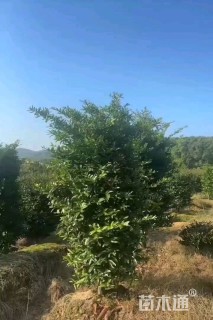 5公分竹柏