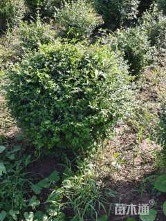 冠幅80厘米小叶女贞球