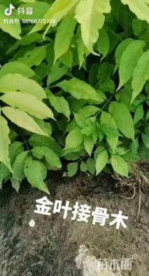 高度100厘米金叶接骨木
