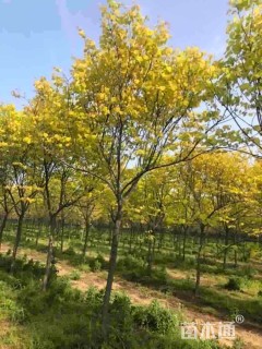 高度400厘米紫荆