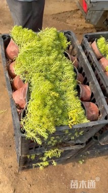 高度20厘米金叶佛甲草