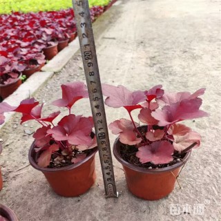 高度17厘米矾根