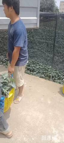 高度20厘米春羽