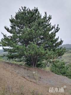 高度400厘米油松