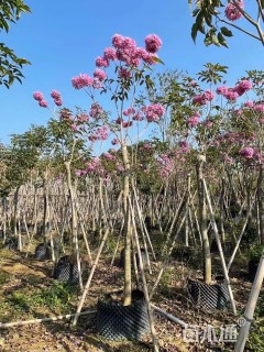 5公分紫花风铃木