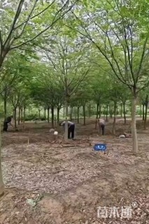 12公分榉树