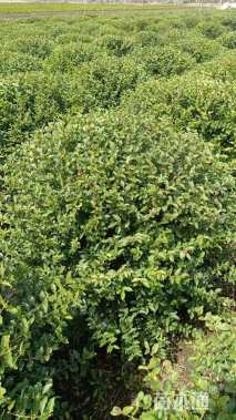 冠幅120厘米小叶女贞球