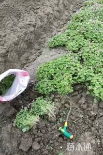 高度30厘米红花酢浆草