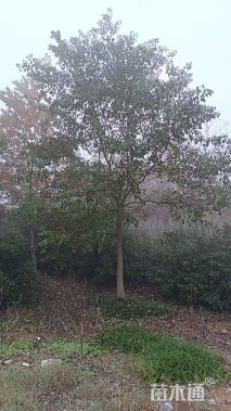 12公分乌桕