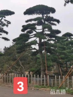 高度550厘米黑松