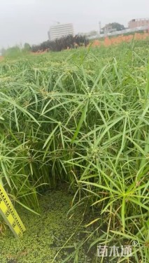 高度30厘米风车草