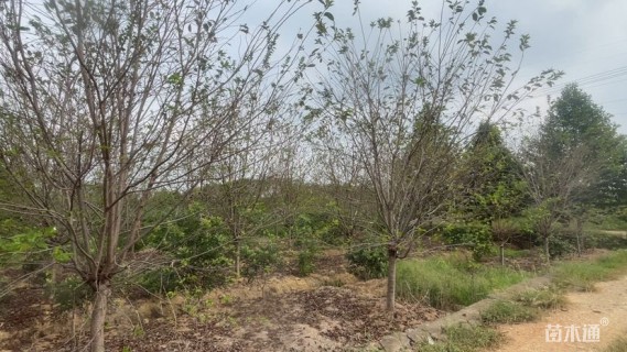 10公分染井吉野樱