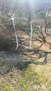 15公分中国红枫