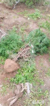 高度100厘米侧柏球