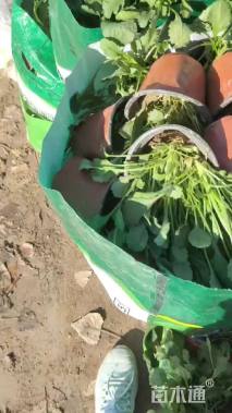 高度15厘米大滨菊