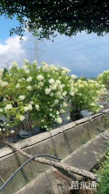 高度120厘米圆锥绣球