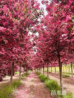 高度350厘米珠穆朗玛海棠