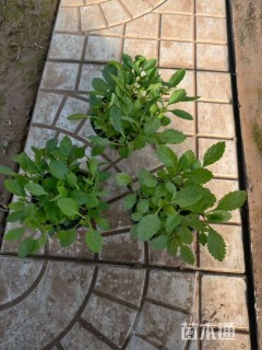 高度20厘米马鞭草