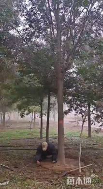 12公分皂荚
