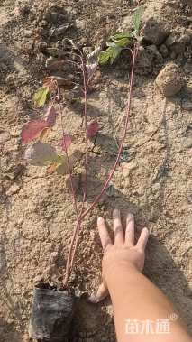 高度50厘米红瑞木