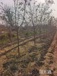 3公分染井吉野樱