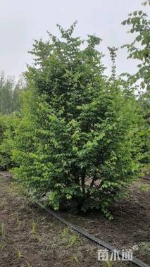 高度300厘米丛生紫荆