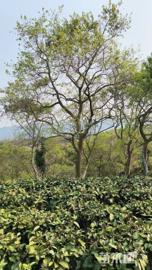 18公分红果冬青