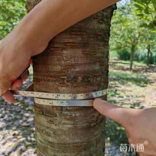 14公分高杆早樱