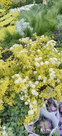 高度30厘米绣线菊