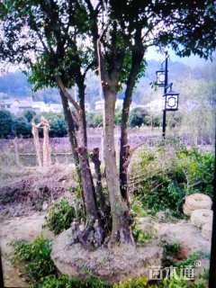 高度130厘米金弹子