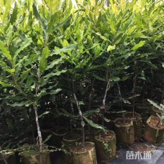 10公分澳洲坚果