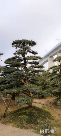 移栽苗造型罗汉松