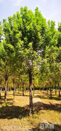 18公分金叶白蜡