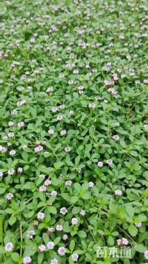 高度20厘米姬岩垂草