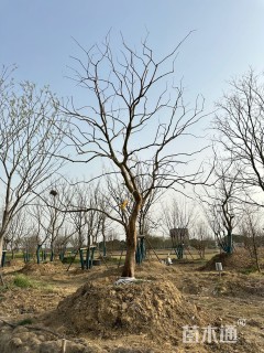 25公分乌桕