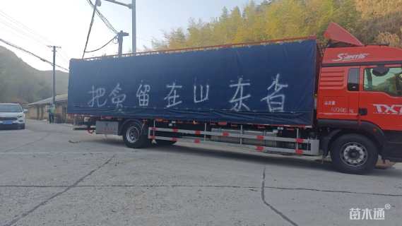8公分红枫