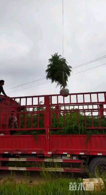 原生苗北非雪松