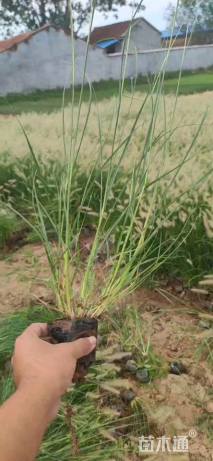 高度20厘米小兔子狼尾草