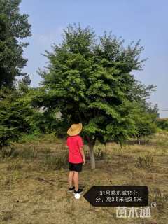 20公分鸡爪槭
