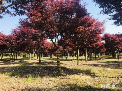 30公分红枫