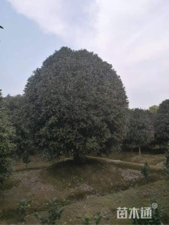 20公分桂花