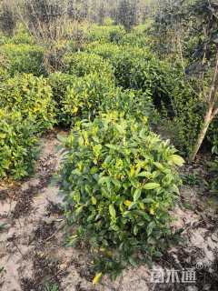 高度120厘米栀子花