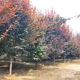 8公分紫叶李