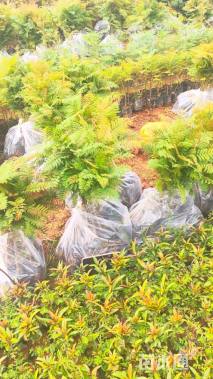 0.4公分蓝花楹