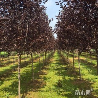 高度200厘米密枝红叶李