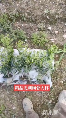 高度30厘米无刺枸骨小苗