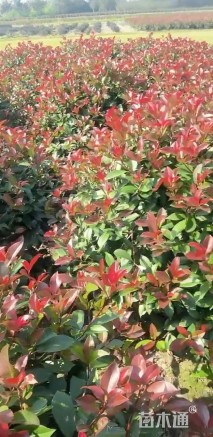 冠幅120厘米红叶石楠球