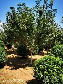 15公分日本晚樱