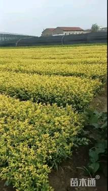 高度40厘米金禾女贞